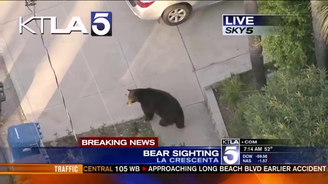 bear.jpg