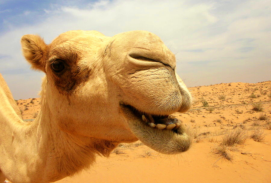 camel.jpg