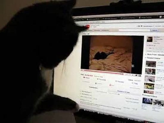 youtube-cat.jpg